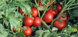 Pomidorų veislės „Brush blow“ aprašymas, jo ypatybės ir auginimas