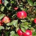 Beskrivning och egenskaper, fördelar och nackdelar med Quinti äppelsort och odlingsegenskaper