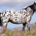 Опис и карактеристике коња Аппалооса, карактеристике одржавања и цена