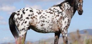 Opis a charakteristika koní Appaloosa, vlastnosti údržby a cena