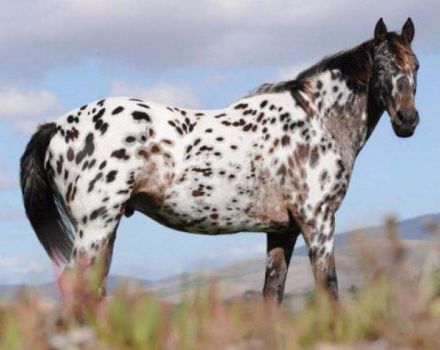 Descripción y características de los caballos Appaloosa, características de mantenimiento y precio.
