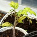 Skäl till varför tomatplantor kan bli gula och vad man ska göra