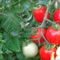 Rio grande tomate - Die qualitativsten Rio grande tomate im Überblick!