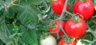 Descripción de la variedad de tomate Rio Fuego y sus características