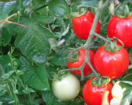 Description of the tomato variety Rio Fuego and its characteristics