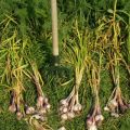 Quando è necessario raccogliere l'aglio invernale in Siberia e nelle regioni?