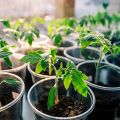 When to plant tomatoes for seedlings in 2020 according to the lunar calendar