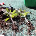 Waarom tomaten niet ontkiemen en langzaam groeien, wat te doen