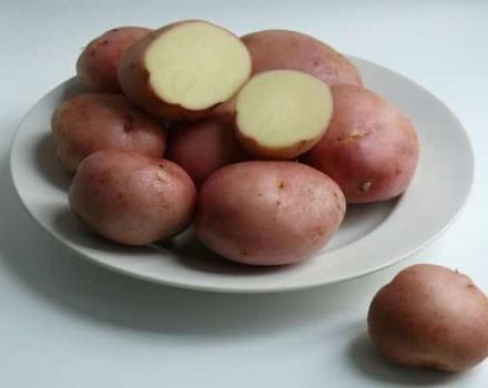 Descripción de la variedad de patata Romano, características de cultivo y cuidado.
