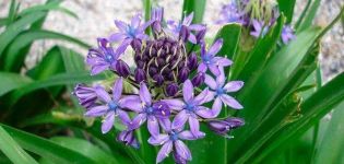 Regels voor het planten en verzorgen van hyacintoïden in het open veld