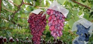 Beskrivning och finesser för växande druvor för manikyrfinger