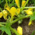 Why do zucchini have a lot of barren flowers, do I need to cut off, what to do if they do not tie