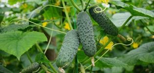 Beschrijving van de Meringue-komkommervariëteit, planten en verzorgen, de mening van tuinders
