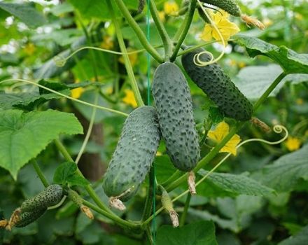 Meringue agurkų veislės aprašymas, sodinimas ir priežiūra, sodininkų nuomonė