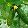 Kenmerken van het kweken van komkommers in het open veld in de regio Moskou