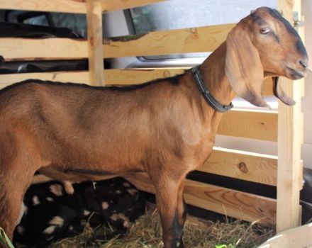 Descripció i característiques de les 5 principals races de carn de cabra, les normes per al seu manteniment