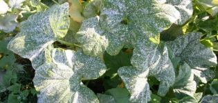 Kaip kovoti su agurkų ligomis atvirame lauke ir šiltnamyje, kaip apsaugoti ir kaip purkšti