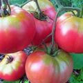 Beskrivning av variationen och funktionerna i odling av tomat Supergiant pink f1