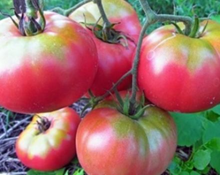 Opis odrody a vlastností pestovania paradajok Supergiant pink f1