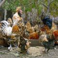 Описи 22 најбоље расе патуљастих пилића и правила кућне неге