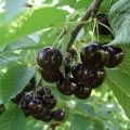 Beskrivning och egenskaper hos Leningradskaya svart körsbärsort, odling och vård