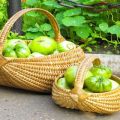 Descrizione e caratteristiche delle varietà di pomodoro verde