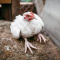 Causes et symptômes des maladies des jambes chez les poulets, méthodes de traitement
