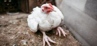 Cause e sintomi delle malattie delle gambe nei polli, metodi di trattamento