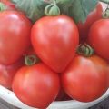 Description de la variété de tomate Sucre rouge et ses caractéristiques