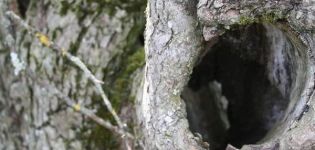 The reasons for the appearance of a hollow on a young and old apple tree, how to close up and how to cover up