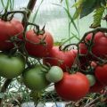 Egenskaper och beskrivning av tomatsorten Rhapsody