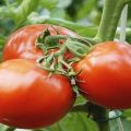 Description of the tomato variety Spring f1, recommendations for growing and care