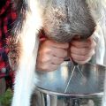 Kodėl ožka duoda sūdytą pieną ir ką daryti, kaip užkirsti kelią problemai