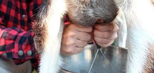 ¿Por qué una cabra da leche salada y qué hacer, cómo prevenir el problema?