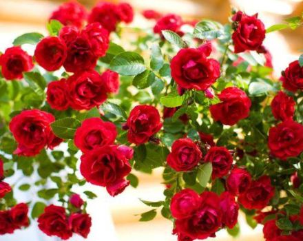 Descripción de la variedad de rosas Flamentantes, plantación y cuidado, refugio para el invierno.