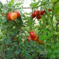 Περιγραφή της ποικιλίας ντομάτας Σικελίας πιπέρι και τα χαρακτηριστικά της