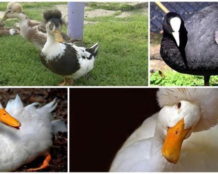Noms et descriptions de canards noirs et blancs avec une tête touffue et comment choisir