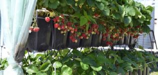 Regler för plantering och odling av jordgubbar i krukor, lämpliga sorter