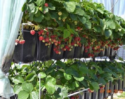 Regler för plantering och odling av jordgubbar i krukor, lämpliga sorter