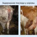 Karvių placentos susilaikymo priežastys ir simptomai, gydymo schema ir prevencija