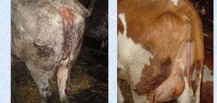Karvių placentos susilaikymo priežastys ir simptomai, gydymo schema ir prevencija
