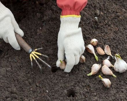Quando piantare l'aglio in autunno, come prepararlo e come trattare il giardino prima di piantare?