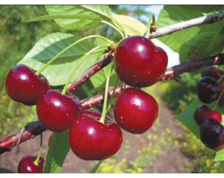 Vyšnių veislės „Apukhtinskaya“ aprašymas ir ypatybės, sodinimas ir priežiūra