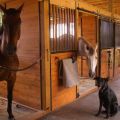 Hur man groom en häst hemma för nybörjare