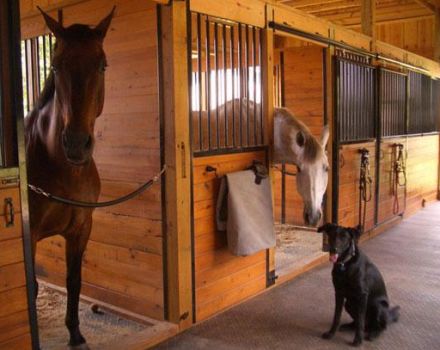Kaip prižiūrėti žirgą namuose pradedantiesiems