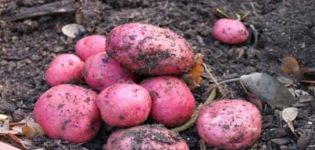 Beschreibung der Kartoffelsorte Manifesto, ihrer Eigenschaften und ihres Ertrags