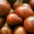 Pomidorų juodųjų kriaušių savybės ir veislės apibūdinimas