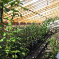 Kdy a jak správně zasadit sazenice okurek ve skleníku nebo skleníku