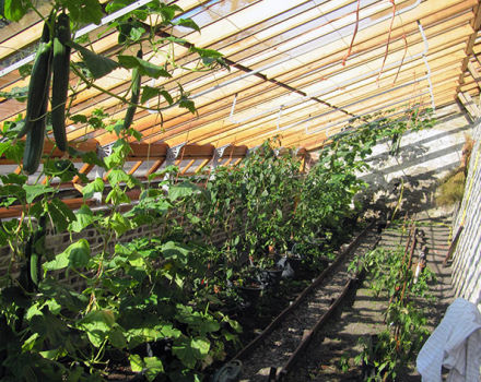 Quando e come piantare correttamente le piantine di cetriolo in una serra o in una serra