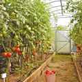Neapibrėžtų, aukštų ir derlingų pomidorų veislių pavadinimai ir savybės šiltnamiuose